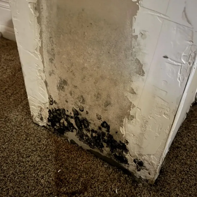 Professional Mold Removal in Monticello, GA